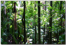 Тропический лес штата Сабах, Борнео