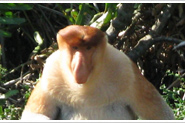 Носачи на реке Гарама  (Клиас) - Proboscis monkey