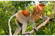 Носачи на реке Гарама  (Клиас) - Proboscis monkey