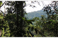 Путь к водопаду Langanan - 3 часа по джунглям