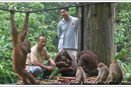 Орангутанги на реабилитации